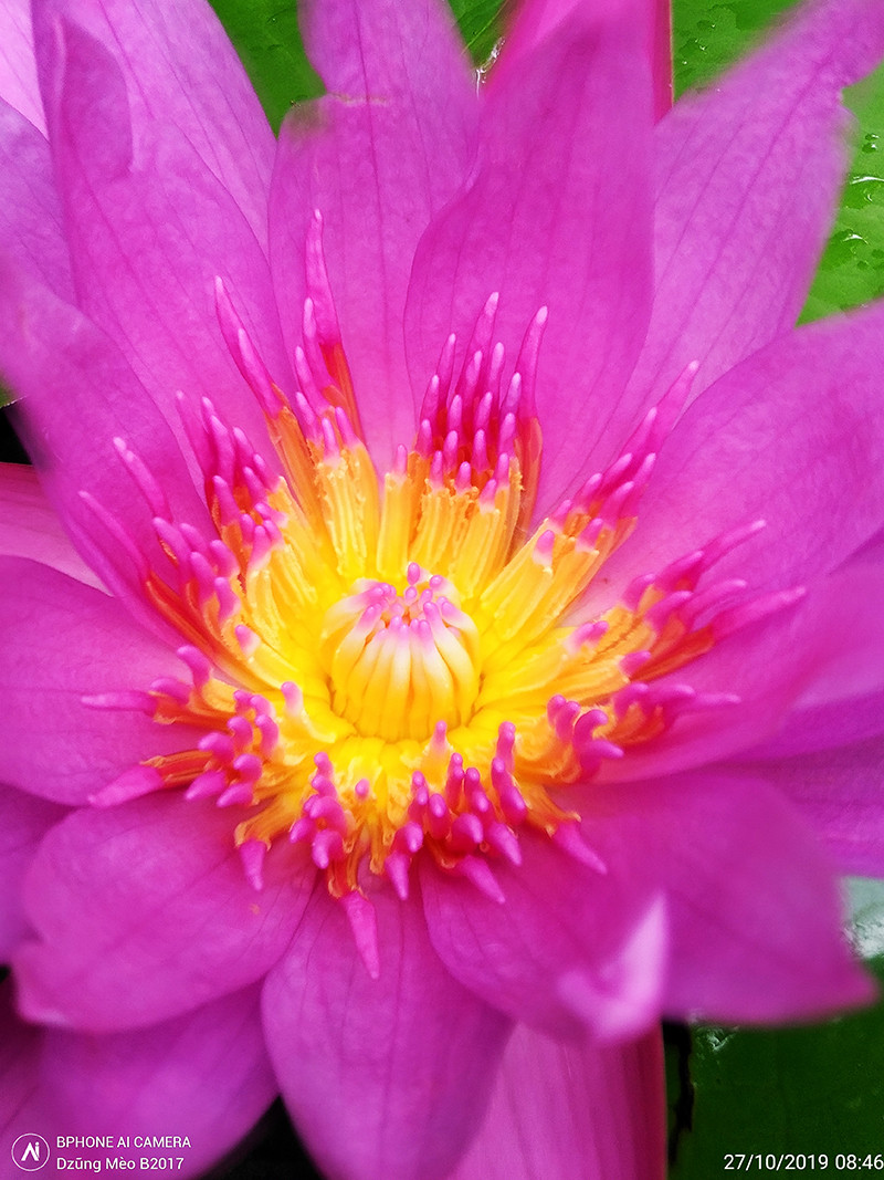 Bức ảnh chụp hoa của tác giả Dzũng Mèo B2017 chụp từ camera Bphone. Bức ảnh chụp với bố cục rất chặt, chi tiết và tương phản màu đều rất ấn tượng.