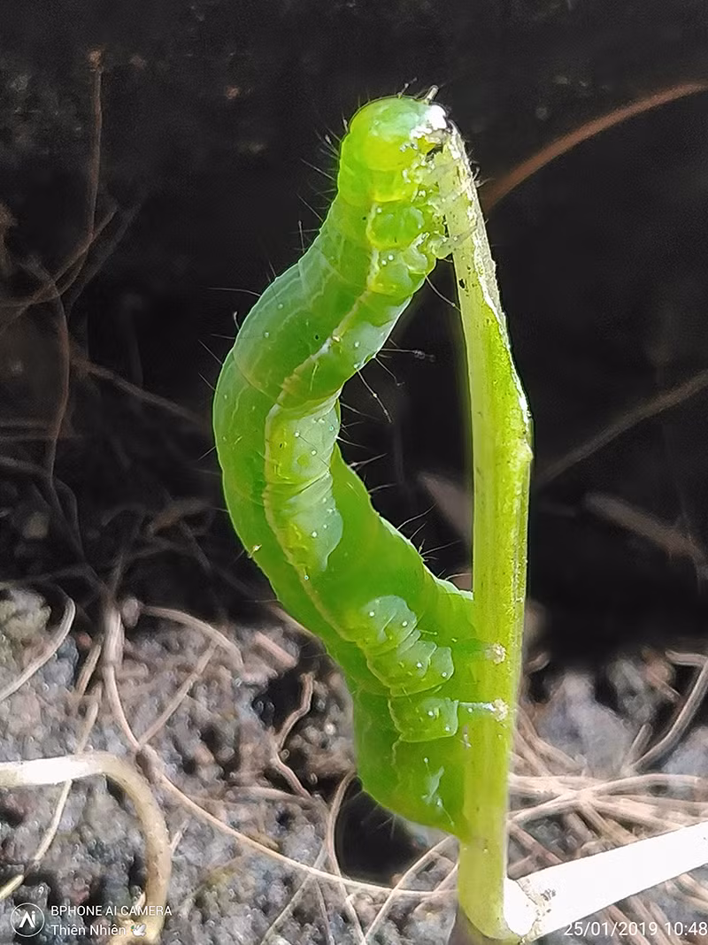 Một tác phẩm khác của tác giả Thiên Nhiên cho thấy sự bá đạo của camera Bphone. Chú sâu trong ảnh có thể thấy rõ từng sợi lông tơ, màu sắc trong trẻo và chi tiết vùng tối trên chú sâu đều rất rõ và chi tiết.