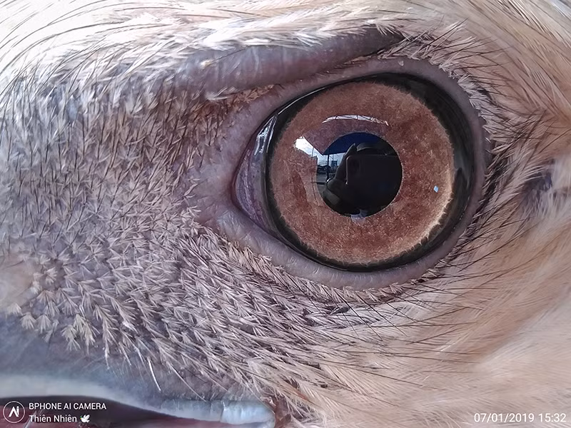 Không chỉ với chú sâu, mắt chú chim cũng được tác giả Thiên Nhiên ghi ại dưới camera Bphone đầy ngạc nhiên. Phần chi tiết mắt lên chi tiết và sống động không ngờ của bưc ảnh làm không ít người xem trầm trồ.