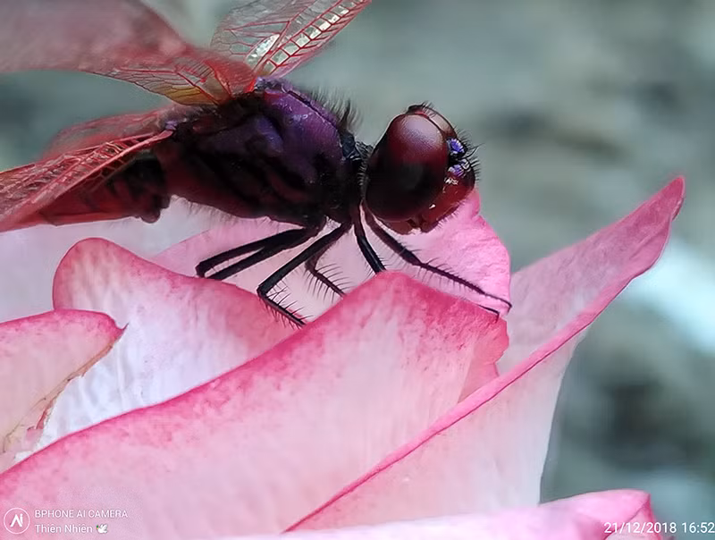 Tác giả Thiên Nhiên với bức chuồn chuồn ớt trên cánh hoa. Ngoài chi tiết rất rõ nét thì bức ảnh là sự khéo léo của tác giả khi lựa chọn thời điểm và bố cục. Thoáng nhìn bức ảnh rất nhẹ và đơn giản nhưng lại có sức hút lạ kỳ.