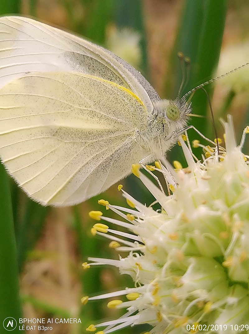 Bức anh chú bướm được tác giả Lê Đạt chụp từ camera B3pro. Bức ảnh nhanh chóng nhận được sự yêu thích của cộng đồng mạng thời điểm đó. Bức ảnh có chi tiết rất tốt, lựa chọn khung hình và tương phản khéo léo cho người xem một cảm giác nhẹ nhàng bay bổng.