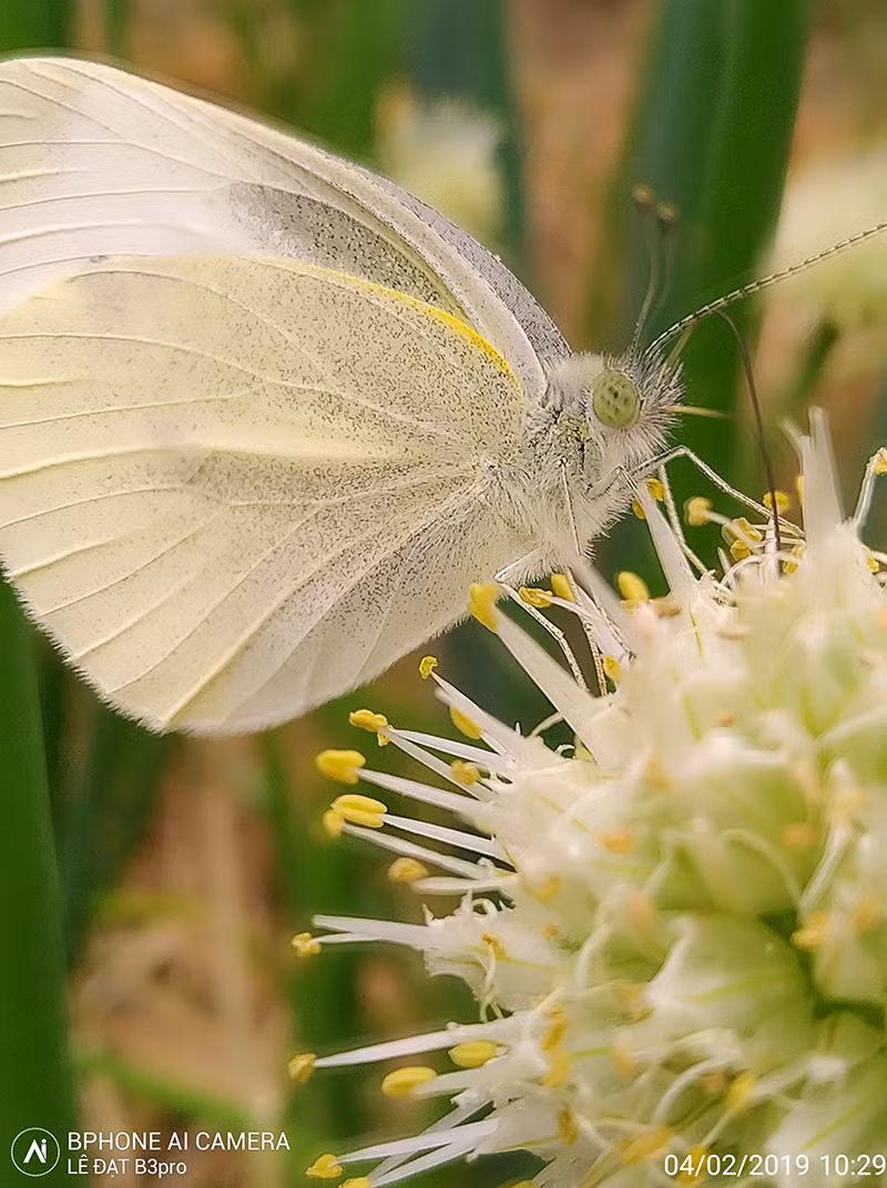 Bức anh chú bướm được tác giả Lê Đạt chụp từ camera B3pro. Bức ảnh nhanh chóng nhận được sự yêu thích của cộng đồng mạng thời điểm đó. Bức ảnh có chi tiết rất tốt, lựa chọn khung hình và tương phản khéo léo cho người xem một cảm giác nhẹ nhàng bay bổng.