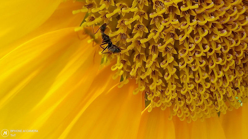 Đây là bức ảnh gây ấn tượng rất mạnh, với chủ thể di chuyển và phần nhuỵ hoa chi tiết, việc chụp macro với điện thoại càng khó khăn hơn. Việc lựa chọn khung hình và tương phản màu mạnh nhưng vẫn tạo điểm nhấn cuốn hút người xem.