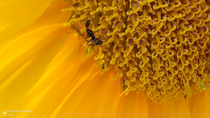 Đây là bức ảnh gây ấn tượng rất mạnh, với chủ thể di chuyển và phần nhuỵ hoa chi tiết, việc chụp macro với điện thoại càng khó khăn hơn. Việc lựa chọn khung hình và tương phản màu mạnh nhưng vẫn tạo điểm nhấn cuốn hút người xem.