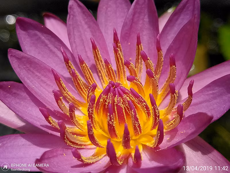 Mức độ chi tiết rất bá đạo là cảm giác của không ít người xem, phần nhuỵ hoa chi tiết lên không thua kém gì một số máy DSLR.