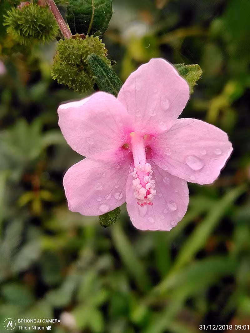 Sắc hoa chớm xuân đọng lại những giọt nước được ghi lại rất đẹp, một cảm giác nhẹ nhàng và tươi mới khi ngắm bức ảnh này. Tác giả: Thiên Nhiên.