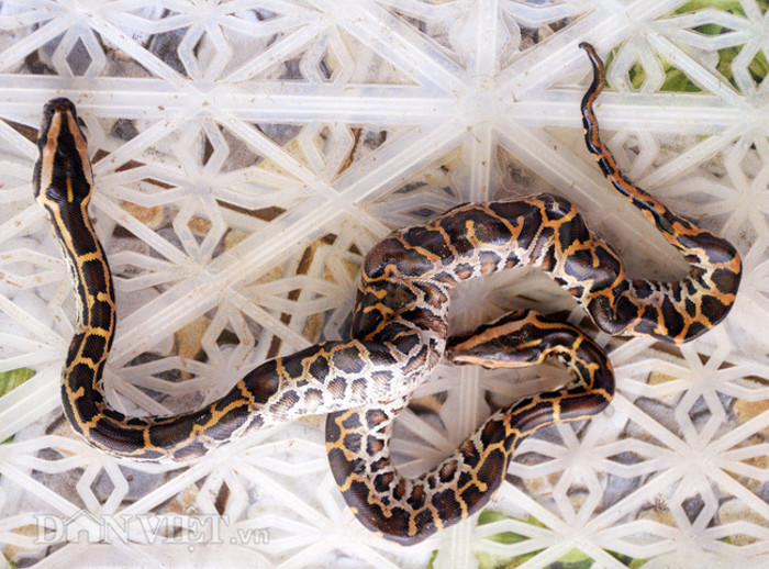 Trăn 2 đầu cũng là loài động vật không dễ gặp ngay cả trên thế giới.