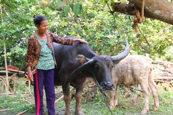 Một chú trâu với cặp sừng kì lạ khác thuộc sỡ hữu của bà Trần Thiện (Quảng Trị). Bà Thiện cho biết, vào năm 2006 bà mua con trâu có cặp sừng chữ S ở xã Vĩnh Sơn (Vĩnh Linh, Quảng Trị với giá 3 triệu đồng.