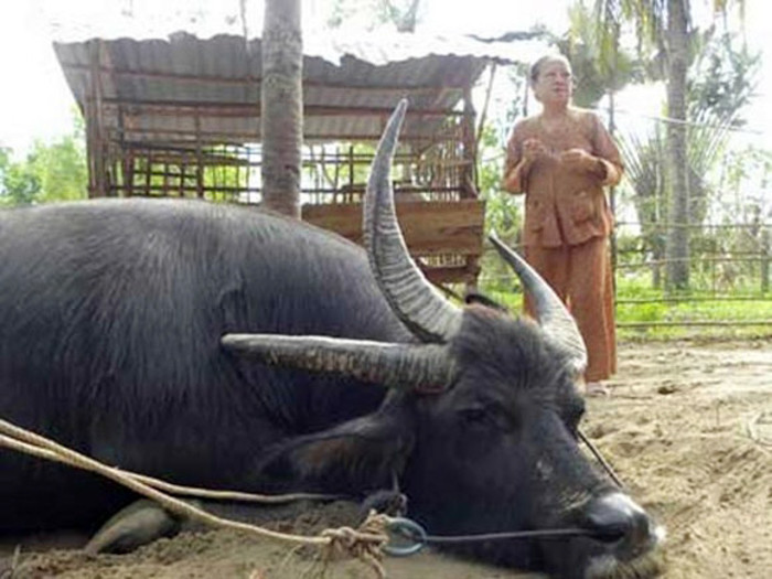 Chú trâu “độc nhất vô nhị” này được ông Hải mua ở Campuchia với giá rất đắt. Con trâu 3 sừng có hình dáng bình thường nhưng ngoài hai chiếc sừng mọc hai bên thì nó có thêm một chiếc sừng lớn mọc cạnh sừng bên phải. Cả ba chiếc sừng khá cân đối, có chiều dài và độ lớn gần bằng nhau. Chính sự dị dạng đã khiến con trâu này đặc biệt, thậm chí khó tìm được trường hợp thứ hai trên thế giới.