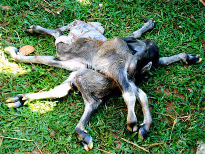 Chú nghé con có 8 chân, 4 đuôi, 2 tai của gia đình bà Trúc tại Quảng Ngãi xuất hiện năm 2010 gây xôn xao dư luận thời đó.