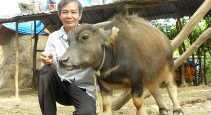 Con trâu “siêu lùn” cũng thuộc sở hữu của ông Phạm Văn Hải (Bến Tre) tuy nhiều tuổi nhưng chỉ cao 70 cm, trong khi những con trâu bình thường ở tuổi đó phải cao đến 1,5m. Kỳ lạ hơn là con trâu lùn này lại có lông màu bạc, không thay đổi màu dù tuổi đã lớn. Cả con trau 3 sừng lẫn trâu siêu lùn đều được ông mua tại Bến Tre.