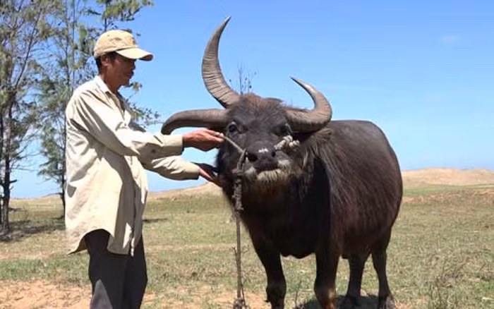 Con trâu 3 sừng xuất hiện tại Bến Tre vào năm 2016. Hình dáng bên ngoài, con trâu đực này giống như nhiều trâu khác ở miền Tây nhưng đặc biệt là có tới 3 cái sừng phát triển đều nhau thuộc sở hữu của ông Phạm Văn Hải (Bến Tre)