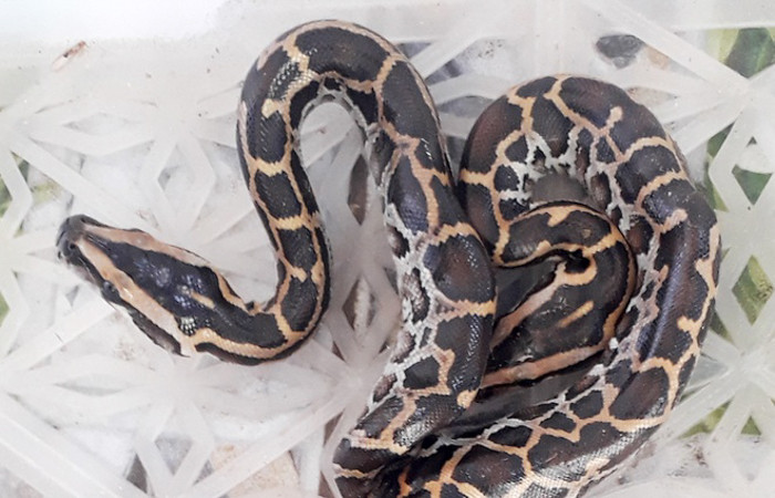 Cũng trong cùng năm 2016, một chú trăn 2 đầu khác được cho là xuất hiện tại Hưng Yên. Tuy nhiên, chủ của chú trăn này đã từ chối tiết lộ thêm thông tin cũng như không bán chú trăn này.