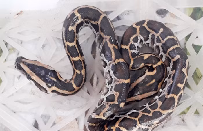 Cũng trong cùng năm 2016, một chú trăn 2 đầu khác được cho là xuất hiện tại Hưng Yên. Tuy nhiên, chủ của chú trăn này đã từ chối tiết lộ thêm thông tin cũng như không bán chú trăn này.