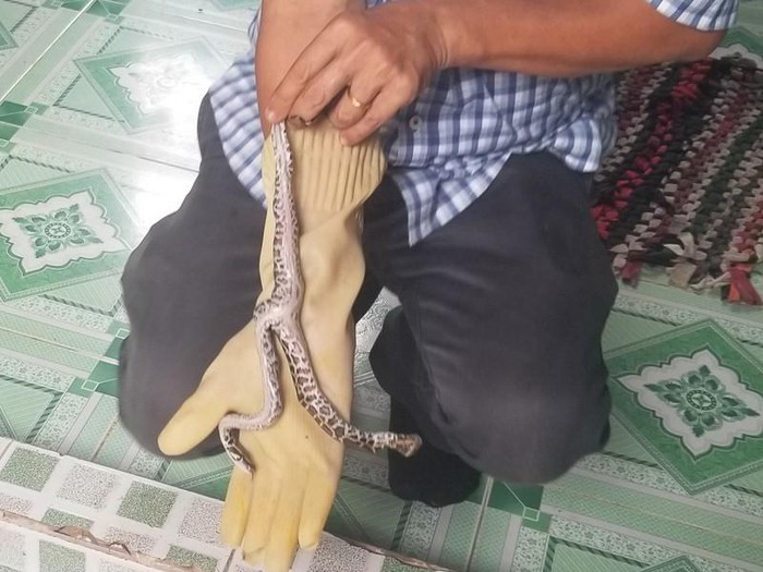 Con trăn này có 2 đầu, 1 thân và được định giá không hề rẻ. Ông Thọ cho biết trong gần 20 năm nuôi trăn, lần đầu tiên nông dân này nhìn thấy con vật có 2 đầu, 1 đuôi, 1 bộ phận sinh dục. Sau khi nở, trăn sống bình thường và có người hỏi mua nhưng ông Thọ không bán.