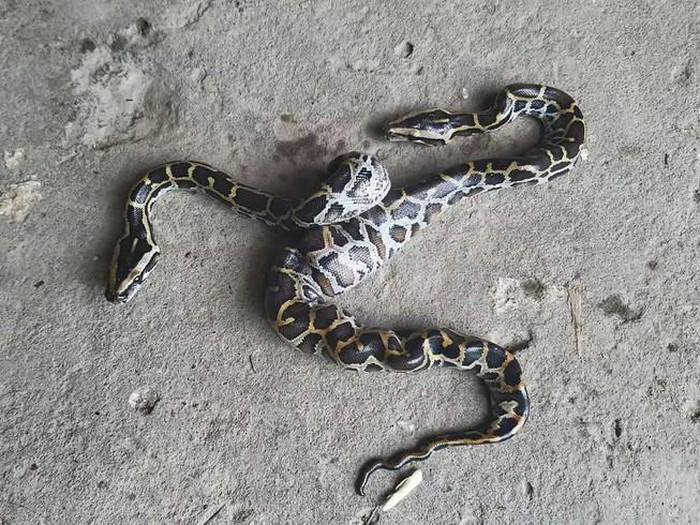 Ngày 19/5, nhiều người ở phường 8, TP Cà Mau (tỉnh Cà Mau) đến nhà ông Phạm Văn Thọ ở khóm 3 để tận mắt nhìn và chụp ảnh con trăn 2 đầu.