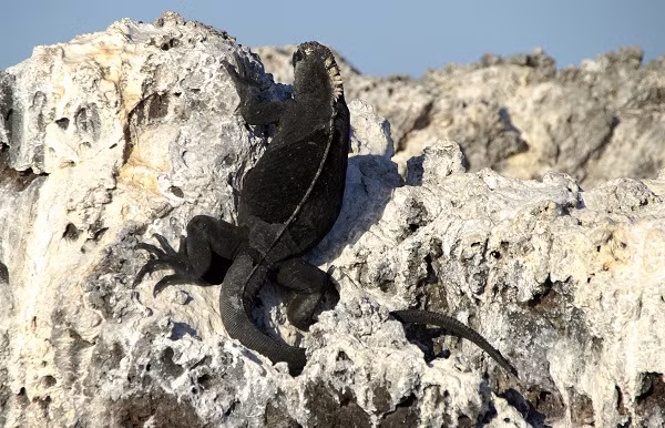 Hiện tại chỉ còn khoảng 50.000 cá thể ''quái vật Godzilla'' sinh sống trên các đảo của Galapagos.