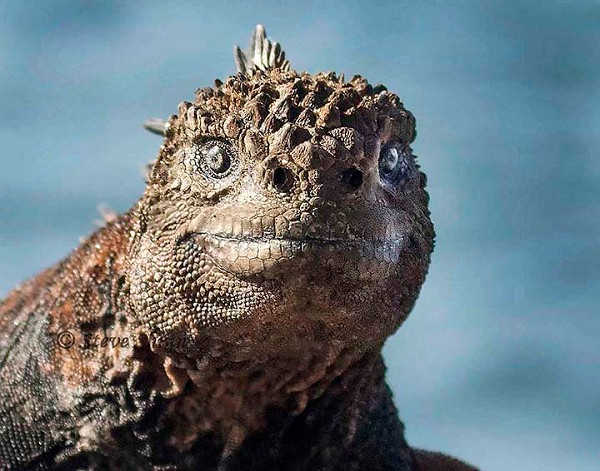 Tuy nhiên ngoại hình này không ít lần khiến chúng bị oan bởi thực tế thằn lằn biển Iguana lại không phải là loài ăn thịt.