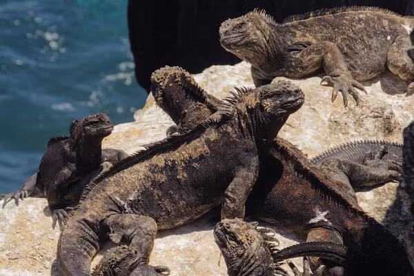 Loài cự đà biển này thường sống tập trung thành đàn ở các bãi đá ven biển, chúng đến gần và cùng nhau sưởi ấm sau khi ngâm mình dưới nước lạnh.