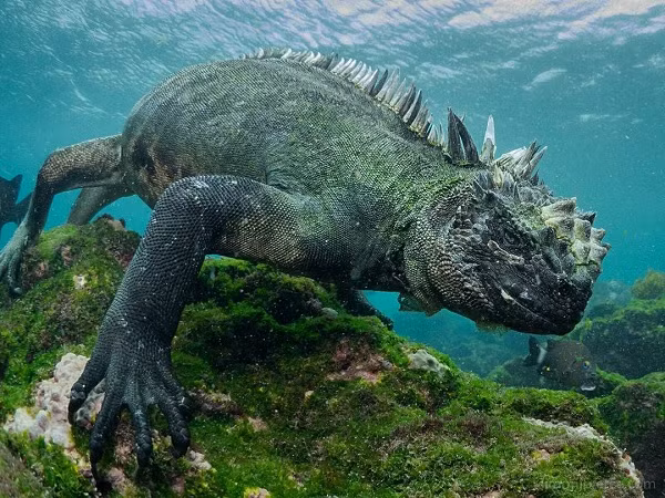 Thằn lằn biển Iguana (Amblyrhynchus cristatus) là loài sinh vật đặc hữu chỉ có ở quần đảo Galápagos, ngoài khơi Ecuador. Đây cũng là một trong những loài thằn lằn, bò sát hiếm hoi sống được ở biển và được mệnh danh là quái vật Godzilla của đại dương.