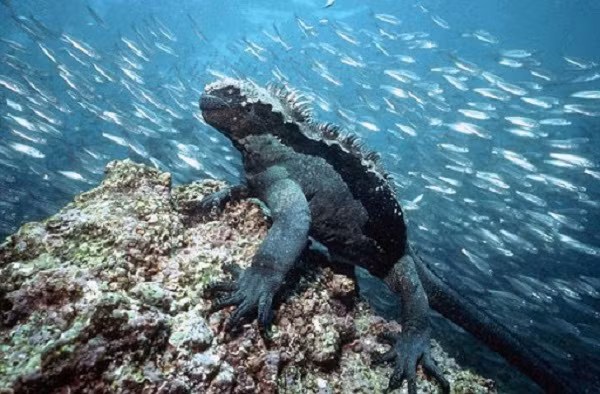 Những con thằn lằn này thường được tìm thấy ở khu vực bãi đá bờ biển và đôi khi là khu vực đầm lầy hay rừng ngập mặn ven biển.