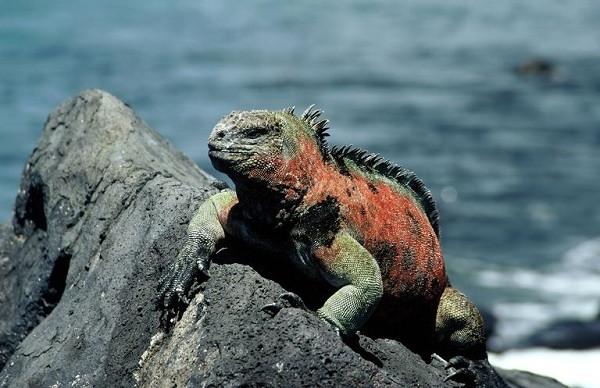 Thằn lằn Iguana được IUCN xếp vào danh mục loài dễ bị tổn thương, được bảo vệ theo luật pháp của Ecuador khi bị đe dọa bởi hiện tượng El Nino khiến lượng thức ăn của chúng giảm sút.