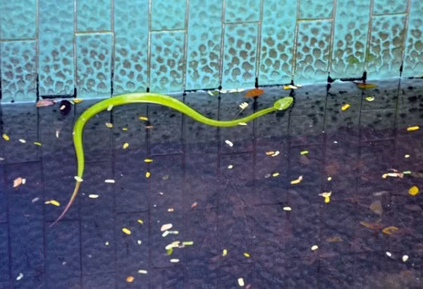 Tại trại rắn Đồng Tâm, hàng trăm rắn lục đuôi đỏ đang được nuôi dưỡng để sản xuất huyết thanh và làm thức ăn cho rắn hổ mang chúa.