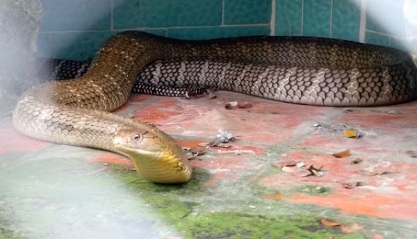 Nọc độc của hổ mang chúa có thể gây liệt và tử vong rất nhanh, với trung bình mỗi 1 mg có thể giết chết 160 người. Hiện trại rắn Đồng Tâm nuôi hàng chục cá thể rắn hổ mang chúa để bảo tồn, nghiên cứu và điều chế huyết thanh trị rắn cắn.