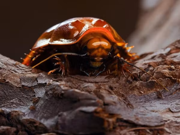 Gián tê giác khổng lồ có nguồn gốc từ Australia, ngoại hình vô cùng rùng rợn có thể dài gần 8 cm. Không có cánh như nhiều loài gián khác, gián khổng lồ chủ yếu đào hang dưới lòng đất.