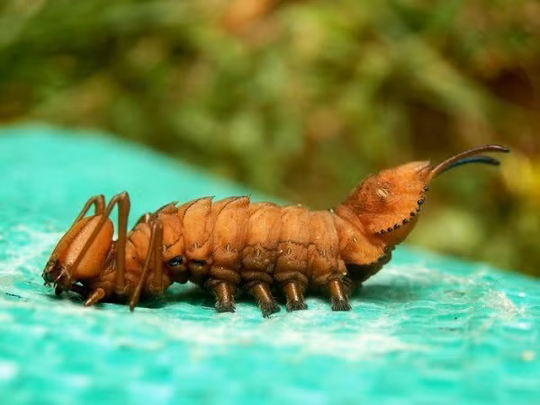 Sâu bướm tôm hùm khi trưởng thành biến thành những con bướm đêmphổ biến trên khắp các vùng nước Anh và xứ Wales. Khi ở hình dạng sâu, chúng có cơ chế phòng thủ có một không hai bằng cách bắn axit formíc tiêu diệt kẻ săn mồi.