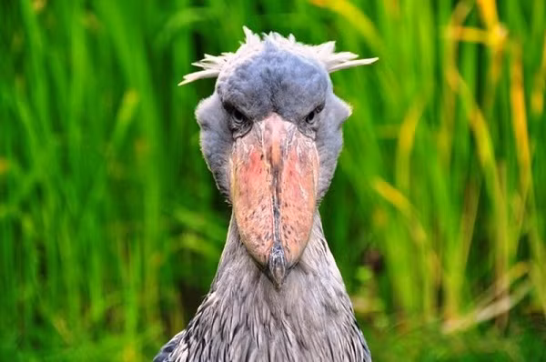 Cò Shoebill hay cò đầu cá voi, là loài động vật có khuôn mặt như "ác quỷ". Loài cò này nằm trong danh sách cực kỳ nguy cấp, sống trong các đầm lầy ở châu Phi.
