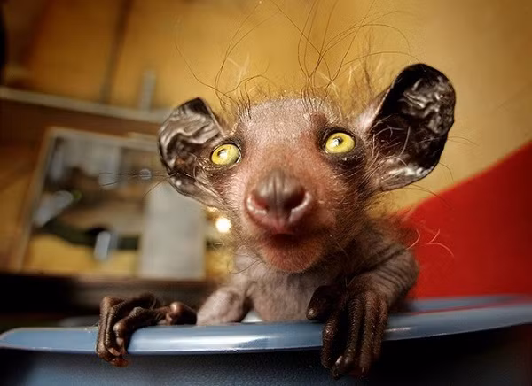 Vượn cáo hay khỉ Aye-aye là loài động vật có nguồn gốc tại quần đảo Madagascar. Với đôi mắt to, thân thể đen thùi lùi, ít lông và ngón tay gầy gò xương xẩu như bàn tay tử thần khiến chúng được mệnh danh là loài động vật trông như "ác quỷ".