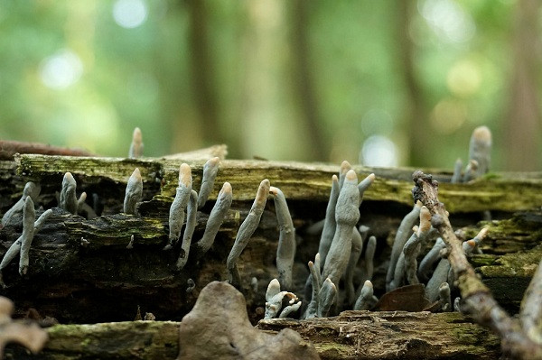 Đồng thời nó có thể đồng hóa các chất đơn giản thành các chất phức tạp giúp tăng độ phì nhiêu của đất.