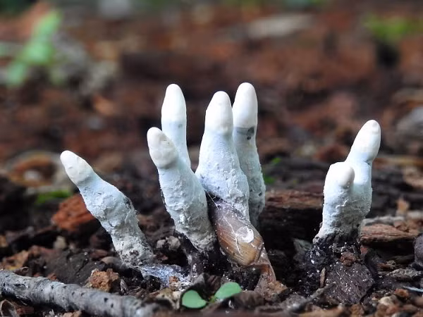 Dù vậy, không thể phủ nhận loại nấm này thực sự gây ám ảnh nếu bạn bất ngờ gặp chúng ngoài đời.