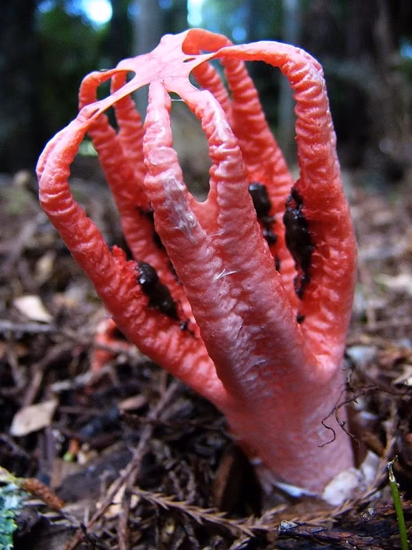 HÌnh dáng và màu sắc đầy ám ảnh. Phân biệt nấm độc với nấm không độc | VTC