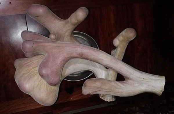 Mặc dù chưa được các cơ quan chức năng chính thức công nhận, nhưng đây có thể xem là cặp nhung nặng nhất Việt Nam tính đến thời điểm hiện tại.