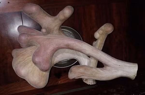 Mặc dù chưa được các cơ quan chức năng chính thức công nhận, nhưng đây có thể xem là cặp nhung nặng nhất Việt Nam tính đến thời điểm hiện tại.