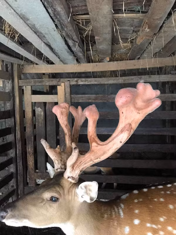 Cận cảnh cặp nhung hươu hình thù lạ.