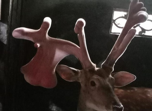 Sau khi gia đình anh Thái cắt cặp nhung và tiến hành đo, xác định được chiều dài gần 50cm, đoạn tai voi rộng nhất có kích thước 21cm. Dự kiến sẽ được bán với giá trên 45 triệu đồng, đắt gấp 3 lần những con hươu bình thường khác.