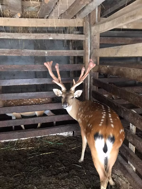 Một cặp nhung hươu khủng không kém được gia đình anh Nguyễn Thanh Bằng (trú tại xã Quang Diệm, huyện Hương Sơn, tỉnh Hà Tĩnh) cắt bán. Với trọng lượng 3,2 kg cặp nhung này được giá 34,6 triệu đồng.
