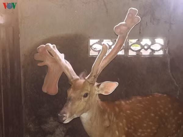 Con hươu 10 năm tuổi của anh Trần Trung Thái (xã Sơn Châu, huyện Hương Sơn, tỉnh Hà Tĩnh) vừa cho cặp nhung hươu "siêu khủng" có trọng lượng lên đến 4,82kg.