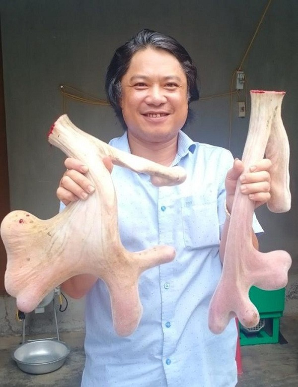 Một người chuyên kinh doanh, mua bán nhung hươu ở Hương Sơn khẳng định, đây là cặp nhung hươu lớn nhất mà anh chứng kiến từ trước đến nay.