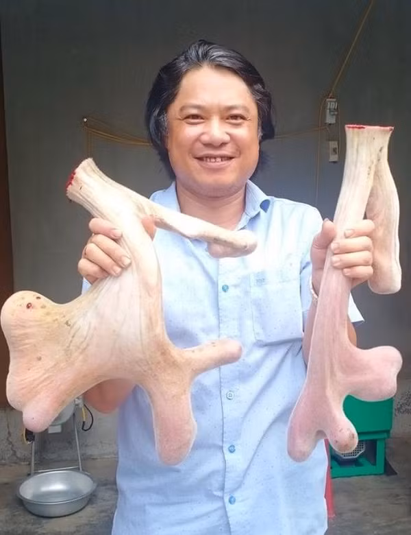 Một người chuyên kinh doanh, mua bán nhung hươu ở Hương Sơn khẳng định, đây là cặp nhung hươu lớn nhất mà anh chứng kiến từ trước đến nay.