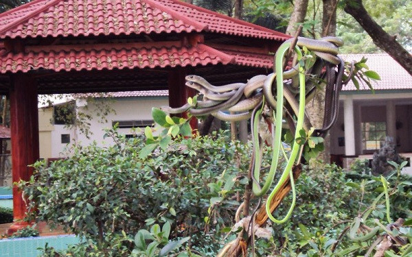Trại rắn Đồng Tâm (Tiền Giang) hiện là trang trại rắn lớn nhất ở Việt Nam nuôi hơn 400 loài rắn các loại từ cực độc đến hiền lành. Rắn được nuôi trong trang trại rộng hơn 12 ha chủ yếu để lấy nọc phục vụ nhu cầu điều trị trong nước và xuất khẩu với hơn 50 loài rắn độc khác nhau.