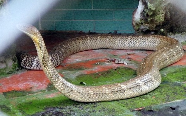 Trong đó có những loài cực độc và quý hiếm như hổ mang chúa - được xem như "con cưng" của trại. Hổ mang chúa (rắn hổ mây) được xem là loài rắn độc lớn nhất thế giới, có thể dài đến 5 m và nặng gần 20 kg và cho nọc cực độc.