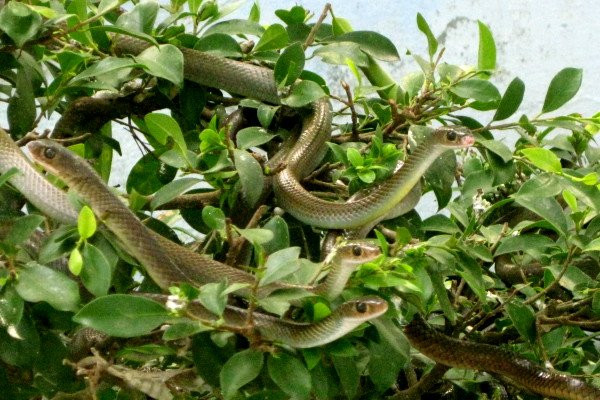 Một số loài rắn ưa sống nơi ẩm ướt, nhiều nước như rắn ri cá, rắn nước, rắn gáo…