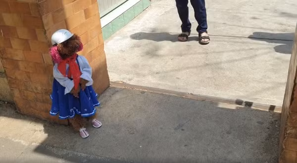 Mới đây, đoạn video livestream cảnh Su Xí Xọn đi học bằng hai chân đã thu hút tới 20 nghìn lượt xem - vượt cả livestream của chương trình Hoa hậu Việt Nam. Không chỉ đi bằng hai chân thành thạo, Su còn được diện đồng phục học sinh, đội nón và đeo khăn quàng đỏ tung tăng đi đến trường như bao ''học sinh đồng trang lứa''.