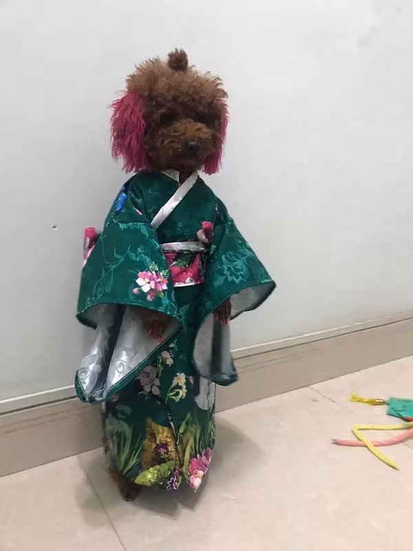 Hình ảnh đáng yêu thường ngày của cô chó biết đi học bằng hai chân.