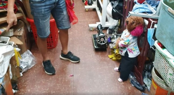 Hóa ra không chỉ đi học cô chó này mới ''ăn diện'' mà ở nhà Su Xí Xọn còn sở hữu cả một tủ quần áo và phụ kiện cực sành điệu.