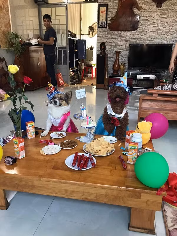 Thậm chí còn được tổ chức sinh nhật hoành tráng như ''con cưng''.